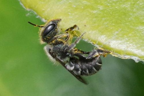 Osmia caerulescens
