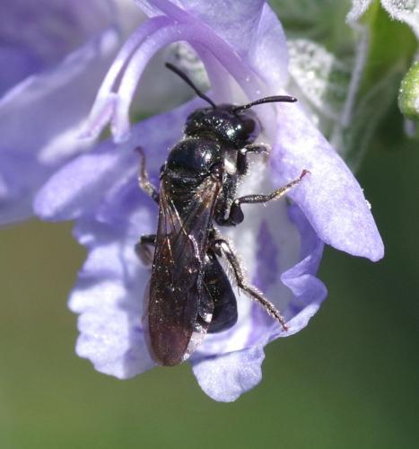 Ceratina cucurbitina