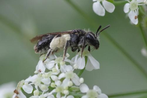 Andrena sp.