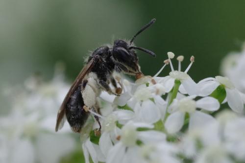 Réf. 280 862 : Andrena sp.