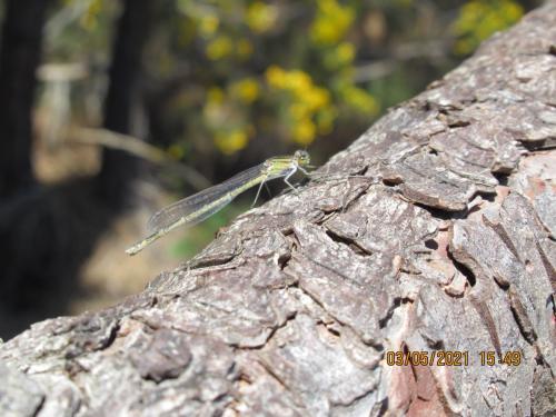 Enallagma cyathigerum