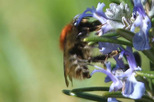Bombus humilis