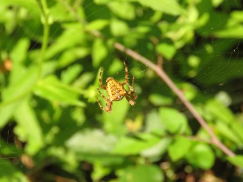 Araneus diadematus