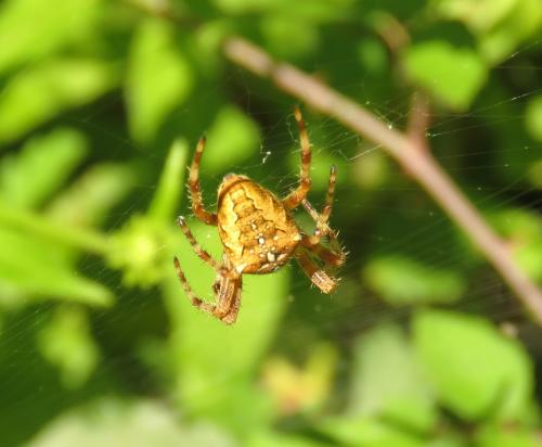 Araneus diadematus