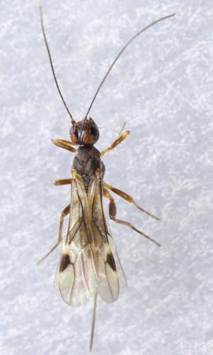 Dendrosoter protuberans