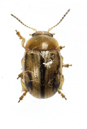 Gonioctena olivacea