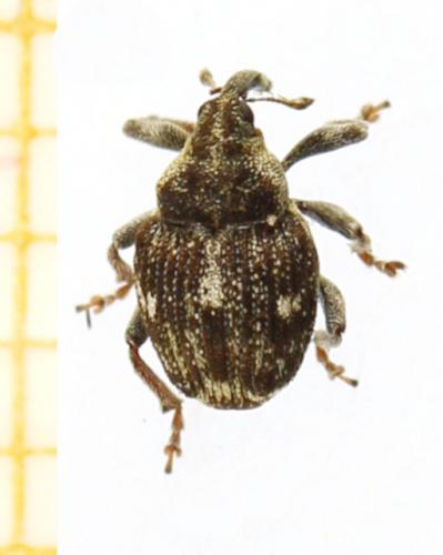 Réf. 280 899 : Nedyus quadrimaculatus