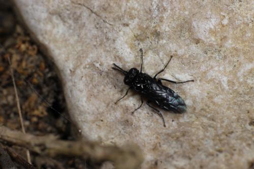 Réf. 280 591 : Tomostethus nigritus