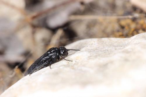 Réf. 280 592 : Tomostethus nigritus