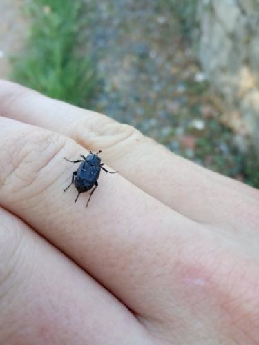 Valgus hemipterus