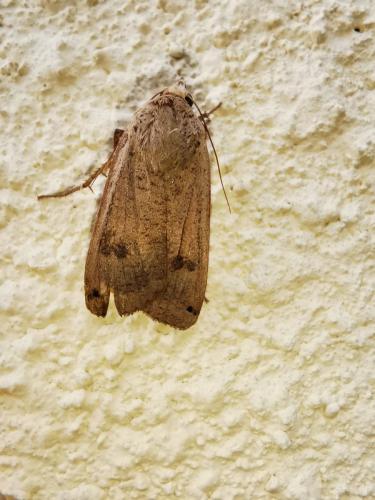 Réf. 280 834 : Noctua pronuba
