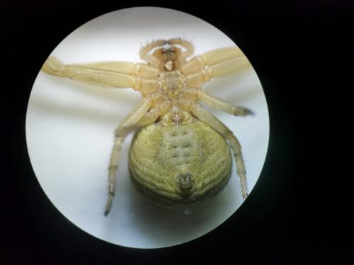 Réf. 280 286 : Xysticus cristatus
