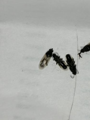 Réf. 280 018 : Metopoplax ditomoides
