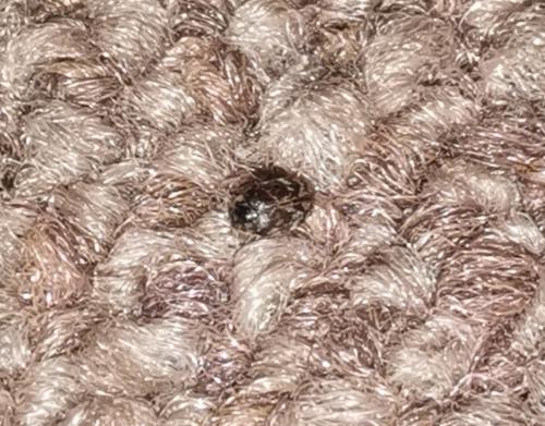Anthrenus sp.