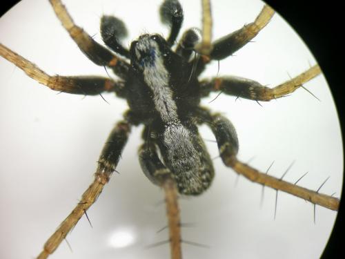 Pardosa saltans