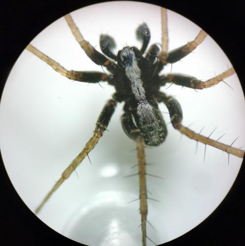 Pardosa saltans