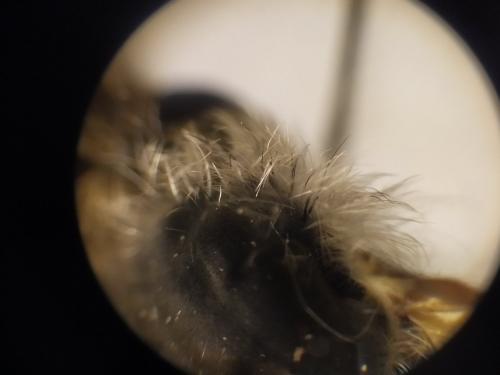Bombylius cinerascens