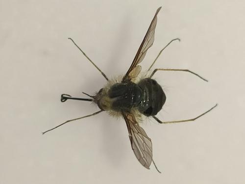 Réf. 280 606 : Bombylius cinerascens