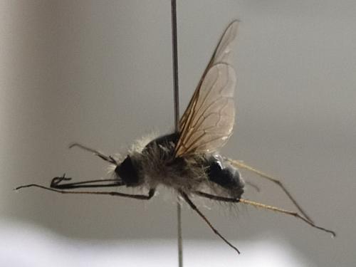 Réf. 280 607 : Bombylius cinerascens