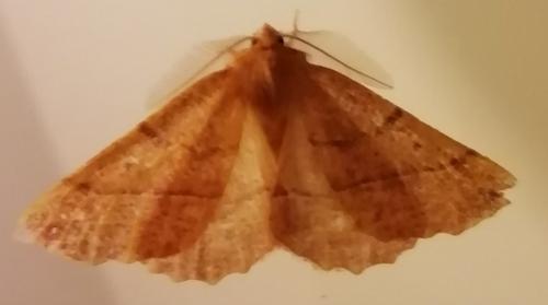 Réf. 280 918 : Colotois pennaria