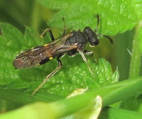 Nysson sp.