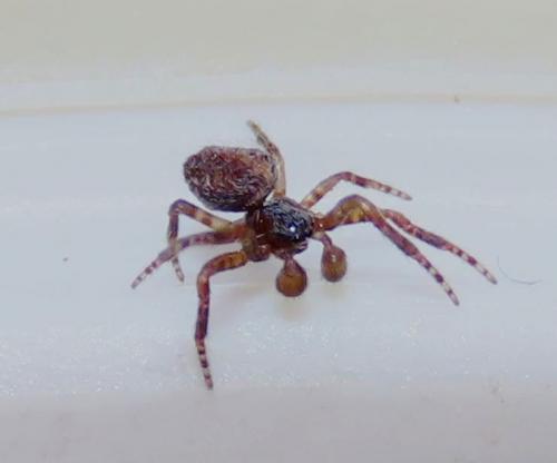 Cyrtophora citricola