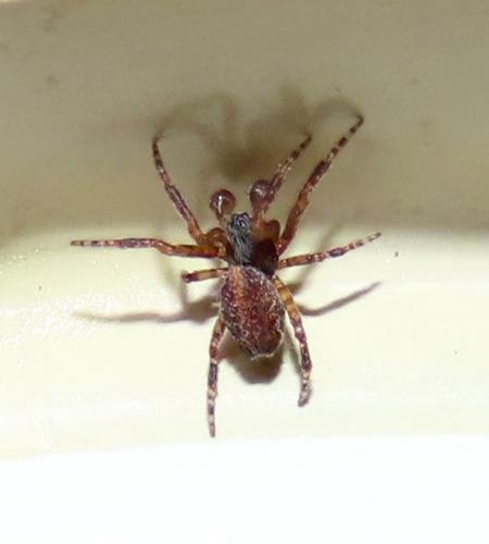 Cyrtophora citricola