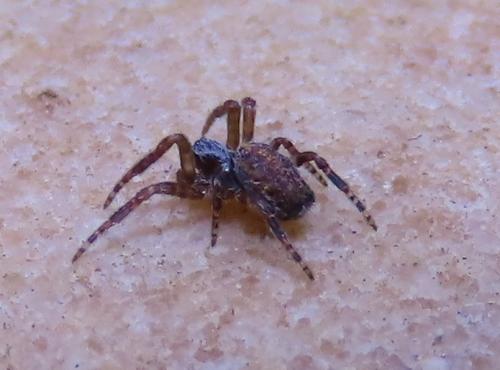 Cyrtophora citricola