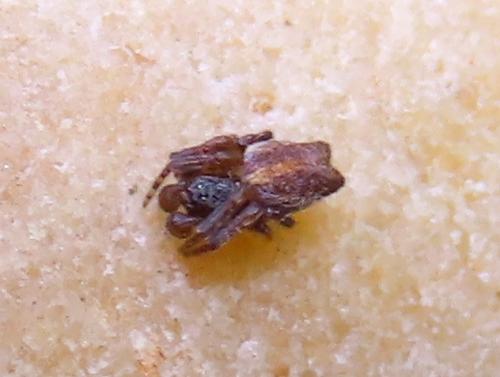 Cyrtophora citricola