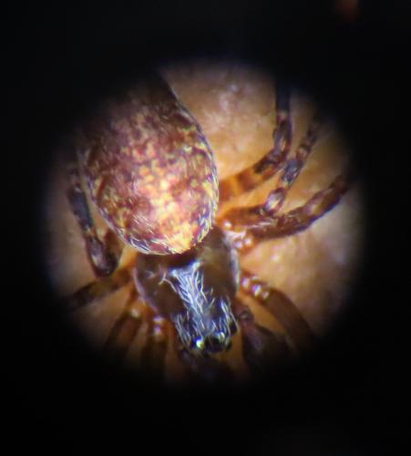 Cyrtophora citricola