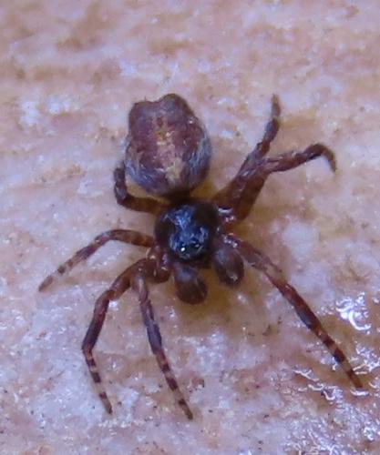 Cyrtophora citricola