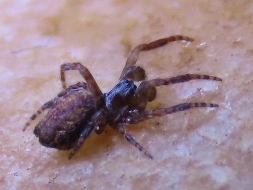 Cyrtophora citricola