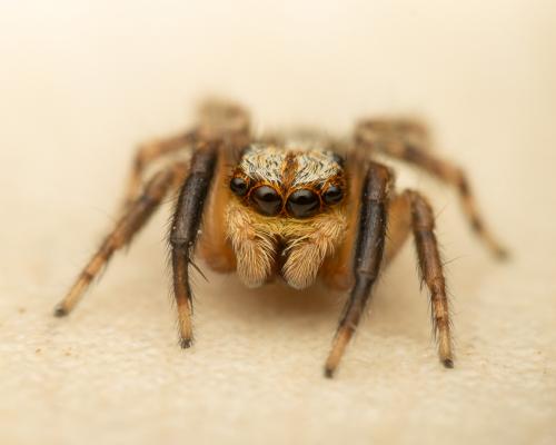 Réf. 280 908 : Pseudeuophrys vafra