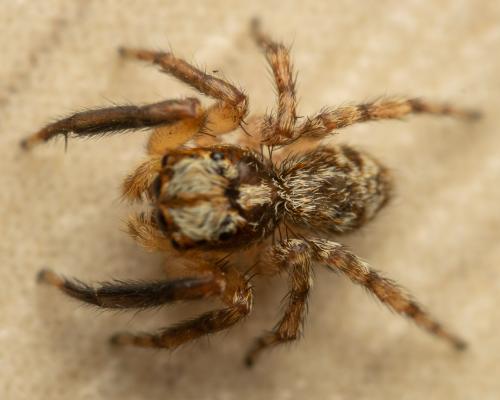 Réf. 280 909 : Pseudeuophrys vafra