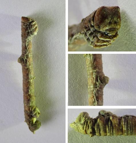 Réf. 280 995 : Hypomecis roboraria