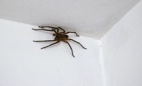 Zoropsis spinimana