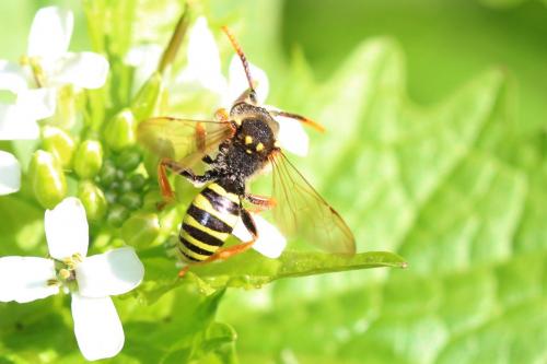 Nomada goodeniana