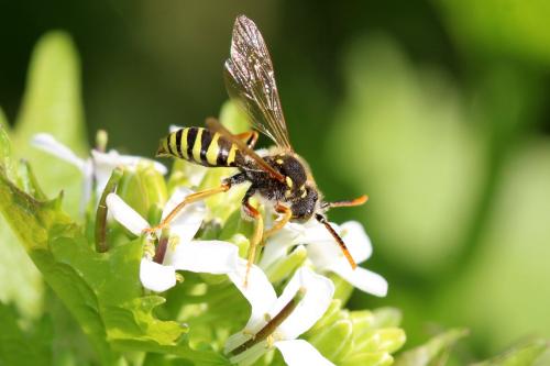 Nomada goodeniana