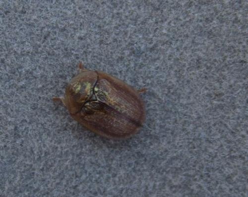Réf. 280 281 : Cassidinae inconnu