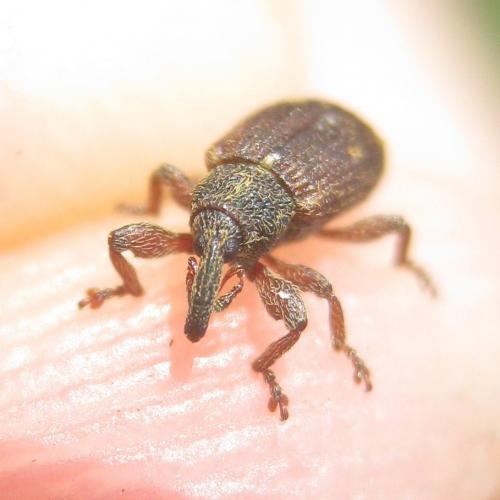 Réf. 280 057 : Bradybatus kellneri