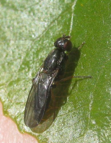 Chyliza annulipes