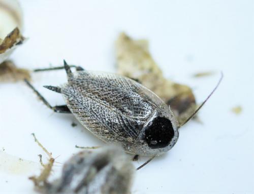 Ectobius nicaeensis