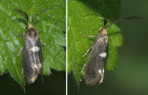 Incurvaria masculella