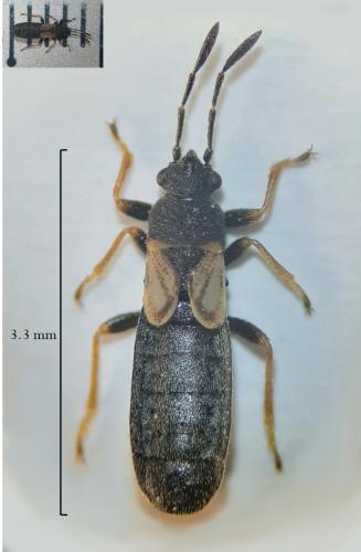 Réf. 280 176 : Ischnodemus quadratus