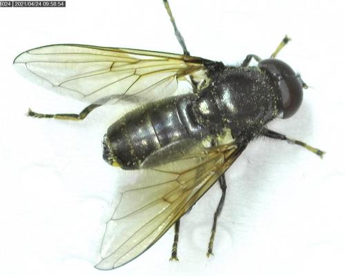 Cheilosia ranunculi