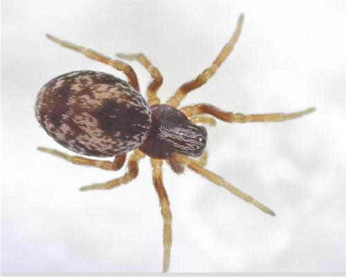 Dictyna (arundinacea-uncinata)