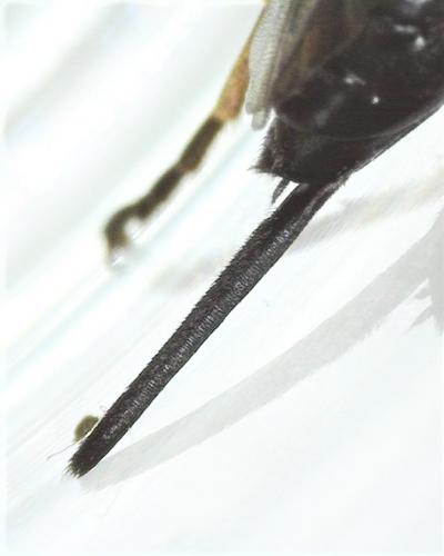 Réf. 280 856 : Pimpla rufipes