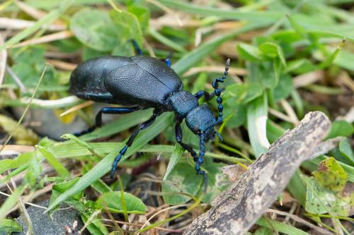 Meloe proscarabaeus