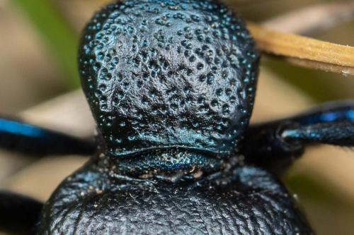 Meloe proscarabaeus
