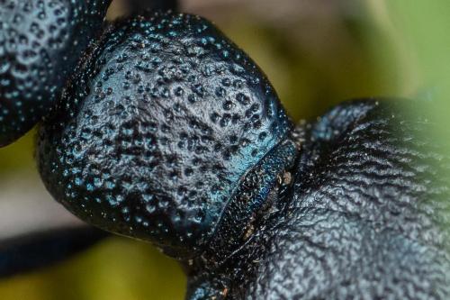 Meloe proscarabaeus